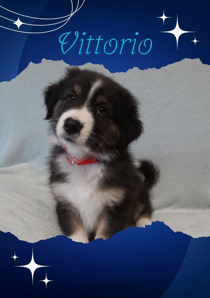 De Porzh Gwenn - Chiots disponibles - Berger Australien