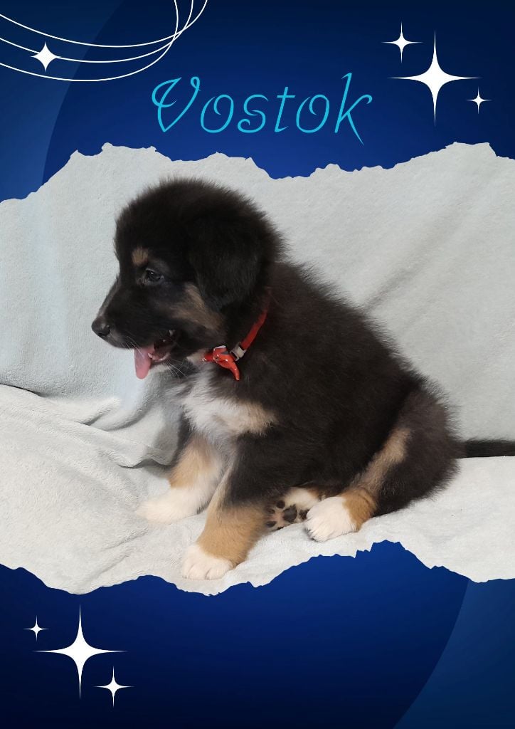 De Porzh Gwenn - Chiots disponibles - Berger Australien