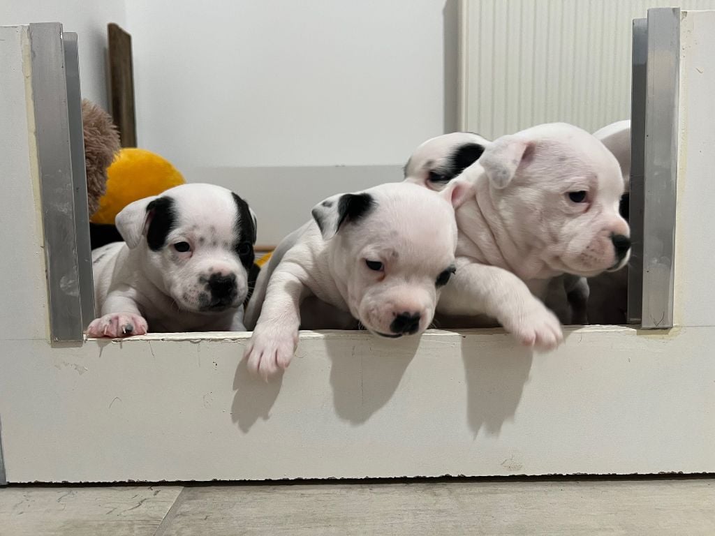 Derniers chiots disponibles