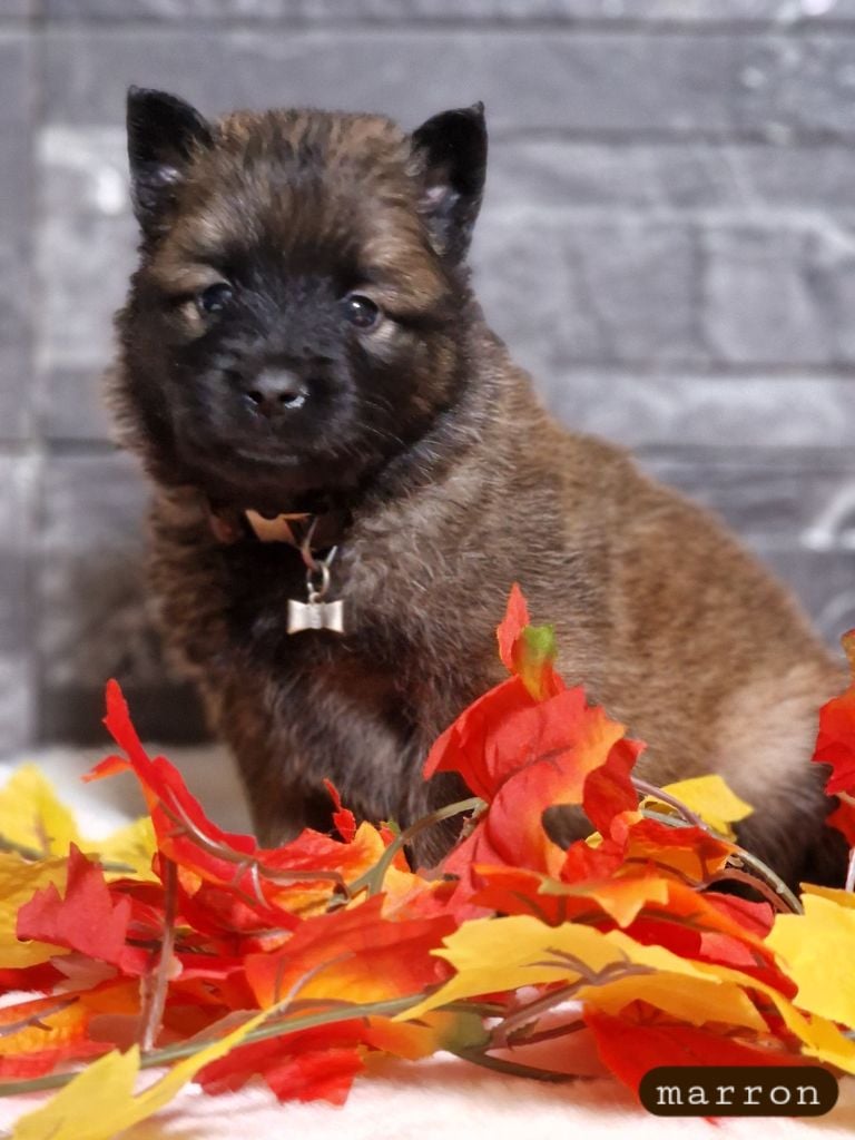 Des Gardiens Des Deux Anges - Chiots disponibles - Berger Belge