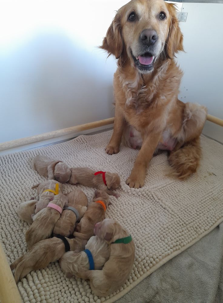 Chiot Golden Retriever De L’Etoile De Pene Rouye