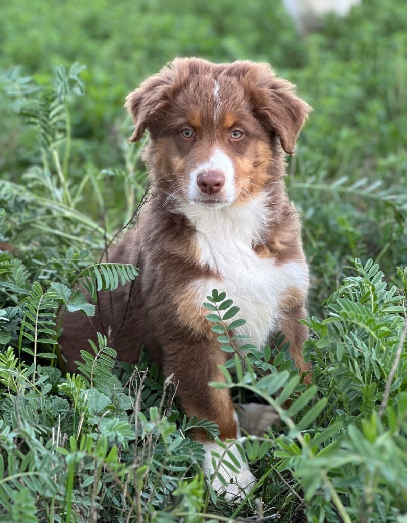 Des Merveilles De Melie - Chiots disponibles - Berger Australien