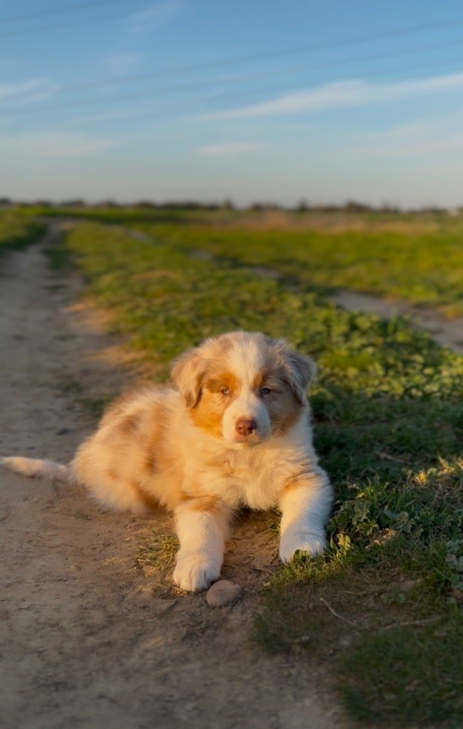 Des Merveilles De Melie - Chiots disponibles - Berger Australien