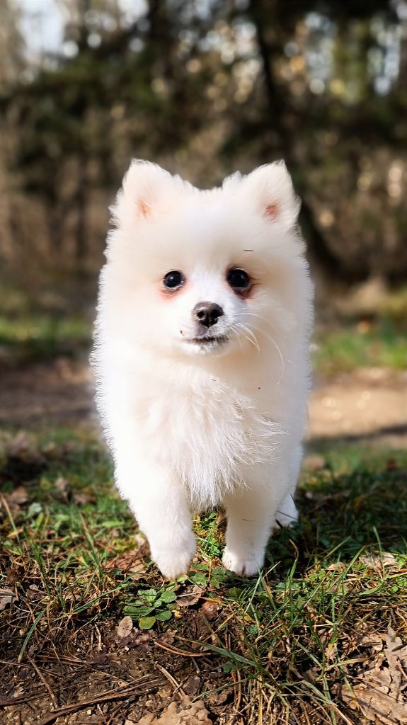 de l'ange Gardien de Faujus - Un chiot male disponible maintenant 