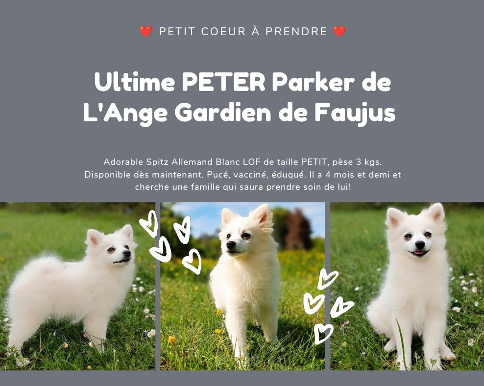 de l'ange Gardien de Faujus - Spitz disponible maintenant !!