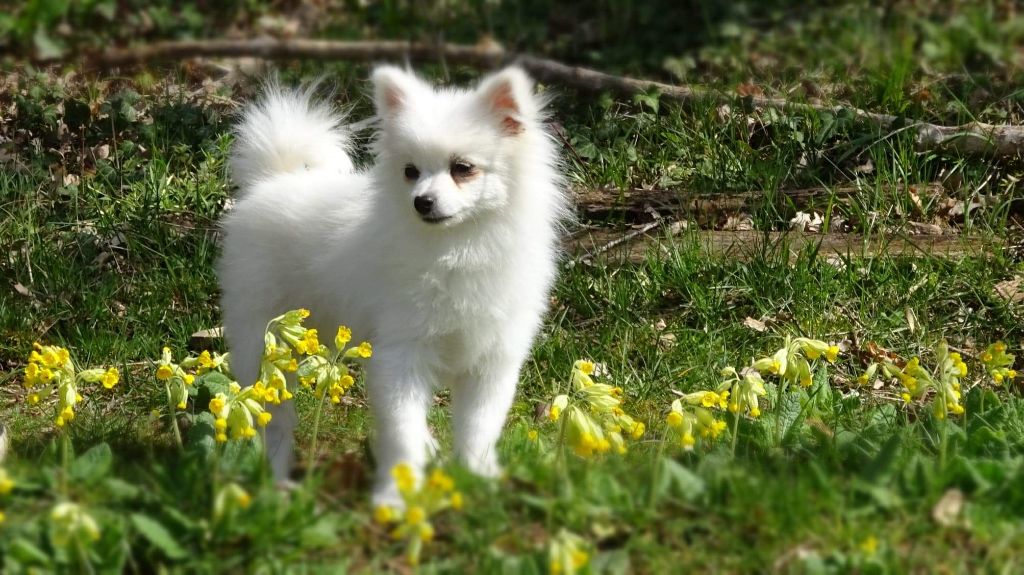 de l'ange Gardien de Faujus - chiot male blanc LOF disponible 