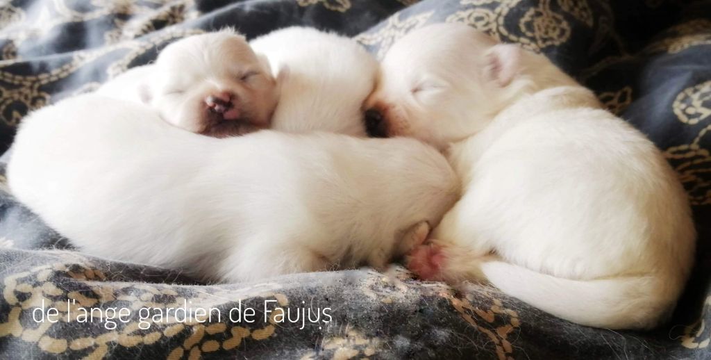 de l'ange Gardien de Faujus - Chiots femelles disponibles!! 