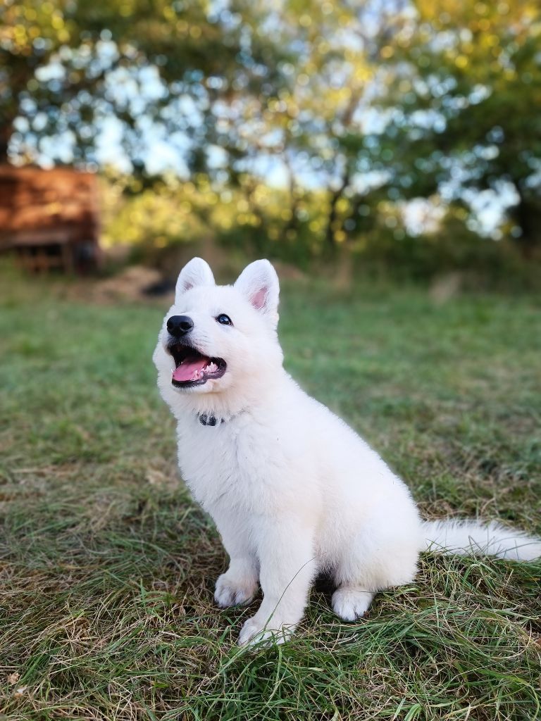 de l'ange Gardien de Faujus - Chiot mâle Berger blanc suisse  LOF disponible 