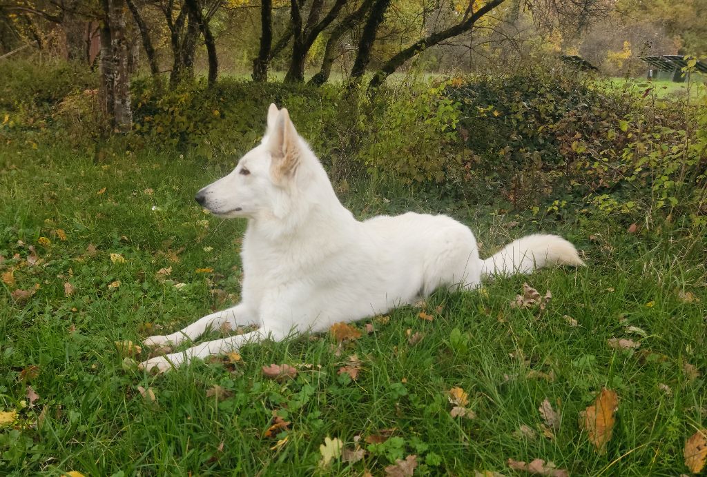 de l'ange Gardien de Faujus - Portée LOF berger blanc suisse pour fin 2022