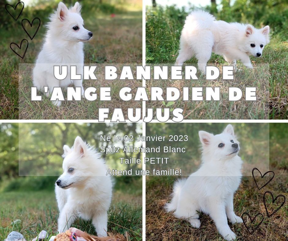 de l'ange Gardien de Faujus - Chiot mâle taille petit disponible maintenant !!