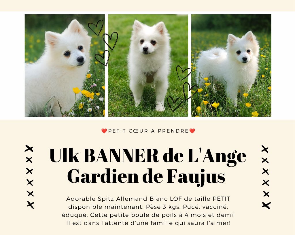 de l'ange Gardien de Faujus - Chiot  LOF disponible maintenant 