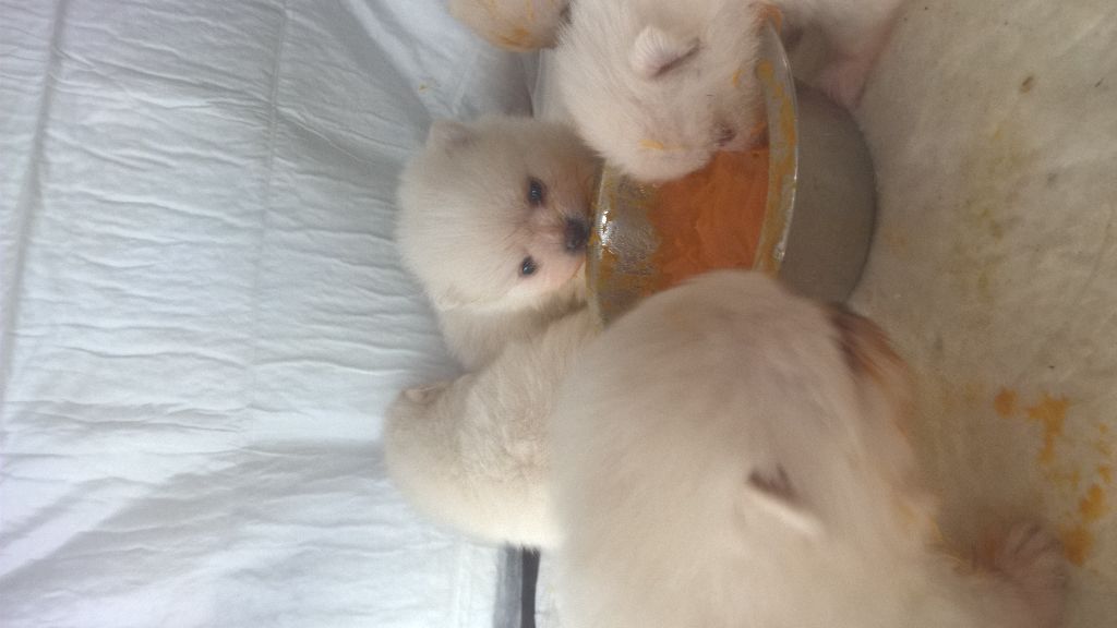 de l'ange Gardien de Faujus - chiots spitz disponibles