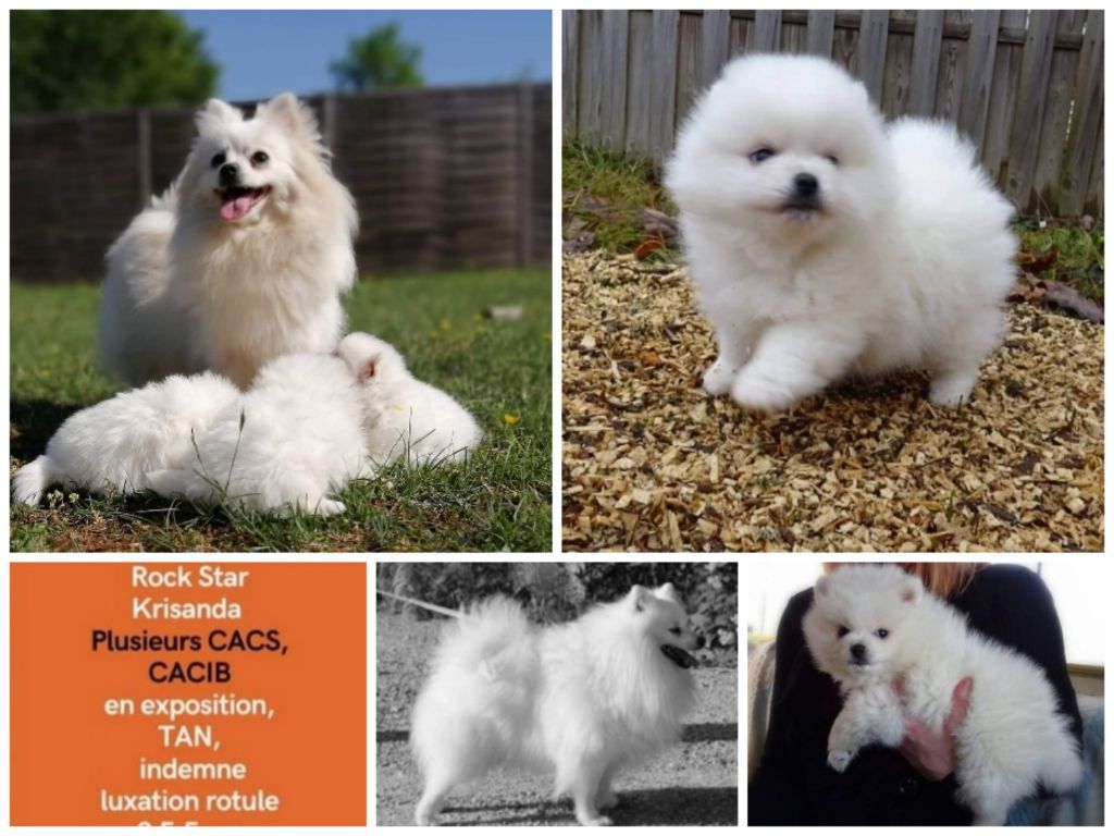 de l'ange Gardien de Faujus - Mâle spitz loulou pomeranian taille petit disponible 