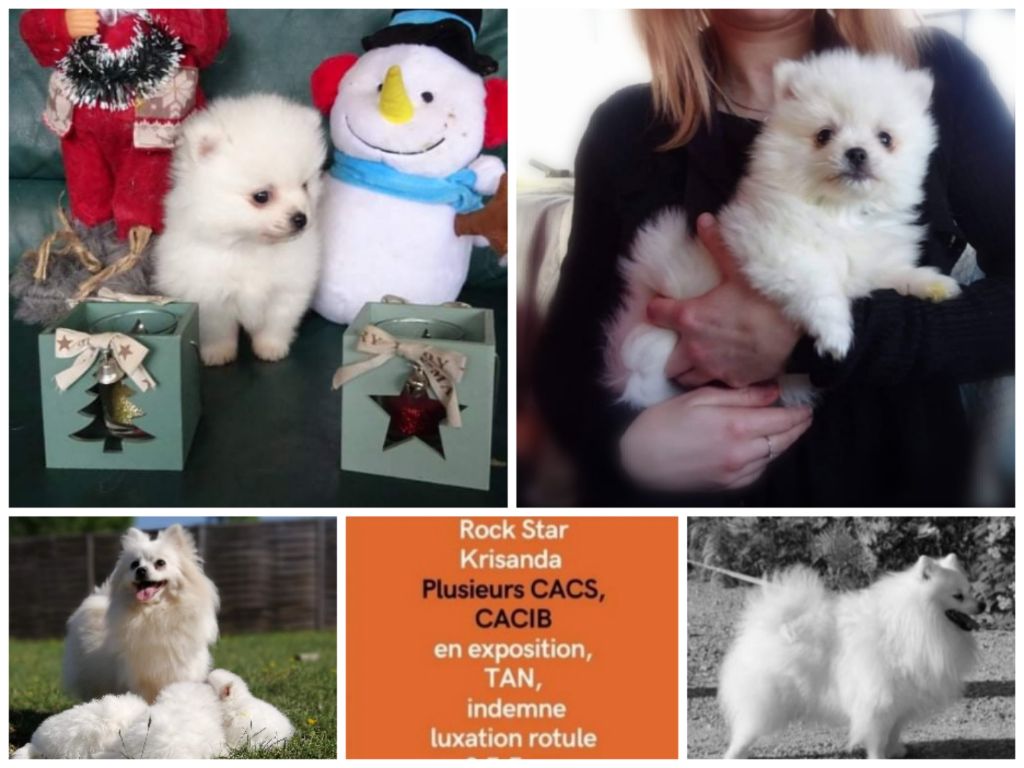 de l'ange Gardien de Faujus - Chiot mâle spitz loulou pomeranian nain limite petit disponible 