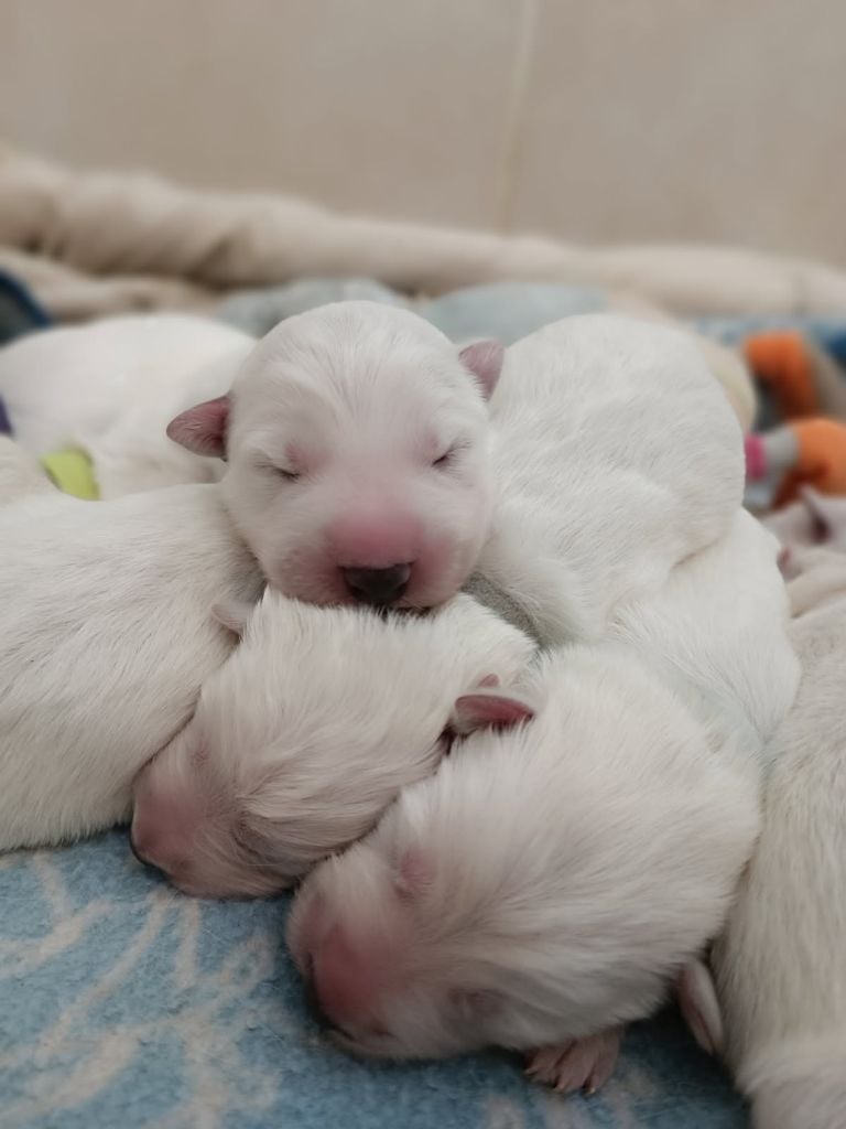 Chiot Berger Blanc Suisse de l'ange Gardien de Faujus