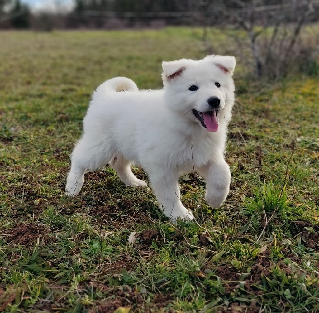 de l'ange Gardien de Faujus - Berger Blanc Suisse - Portée née le 26/12/2022