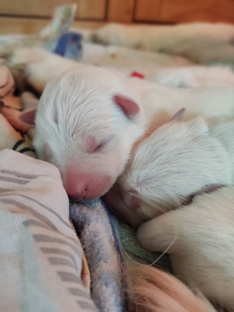 de l'ange Gardien de Faujus - Chiots disponibles - Berger Blanc Suisse