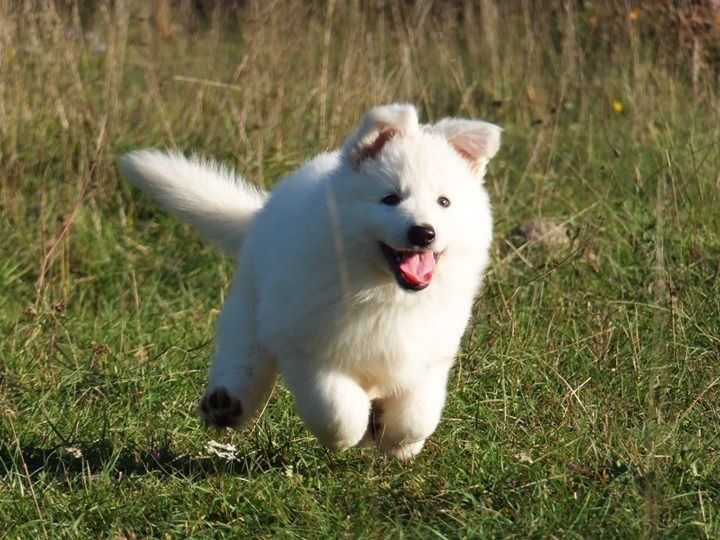 de l'ange Gardien de Faujus - Berger Blanc Suisse - Portée née le 13/09/2015