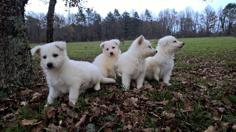 de l'ange Gardien de Faujus - Berger Blanc Suisse - Portée née le 20/10/2015