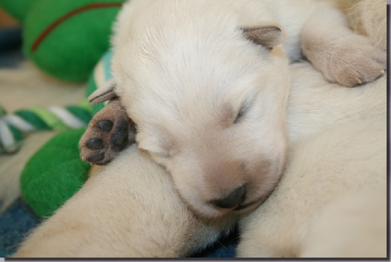 de l'ange Gardien de Faujus - Berger Blanc Suisse - Portée née le 05/02/2011