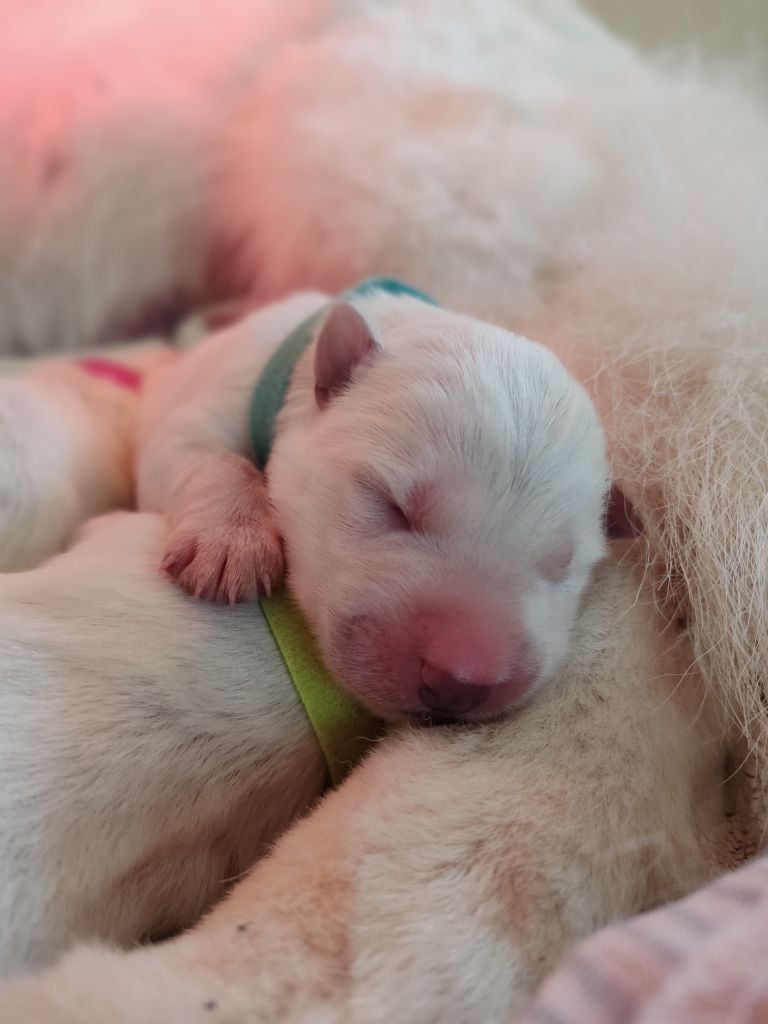 de l'ange Gardien de Faujus - Chiots disponibles - Berger Blanc Suisse