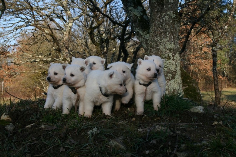 de l'ange Gardien de Faujus - Berger Blanc Suisse - Portée née le 17/01/2013