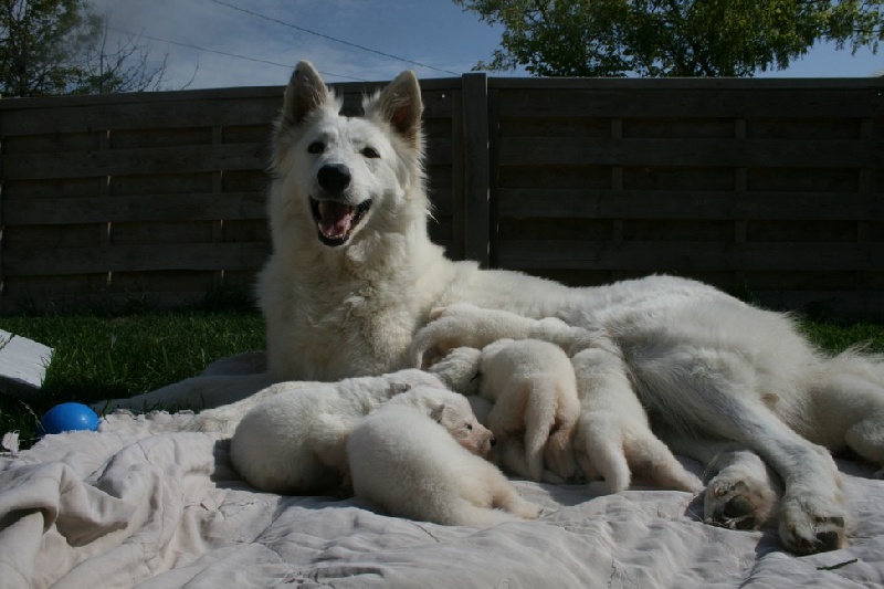 de l'ange Gardien de Faujus - Berger Blanc Suisse - Portée née le 15/06/2011