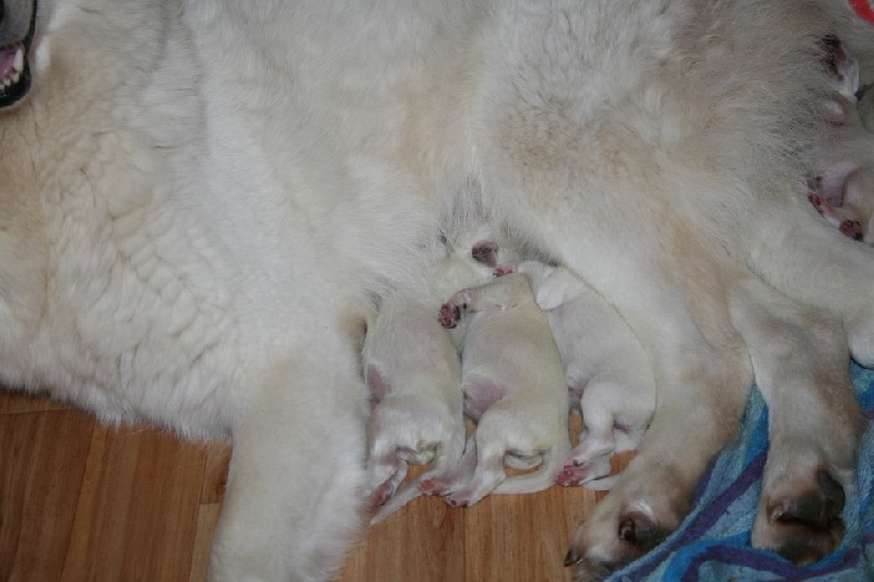 de l'ange Gardien de Faujus - Berger Blanc Suisse - Portée née le 12/04/2012