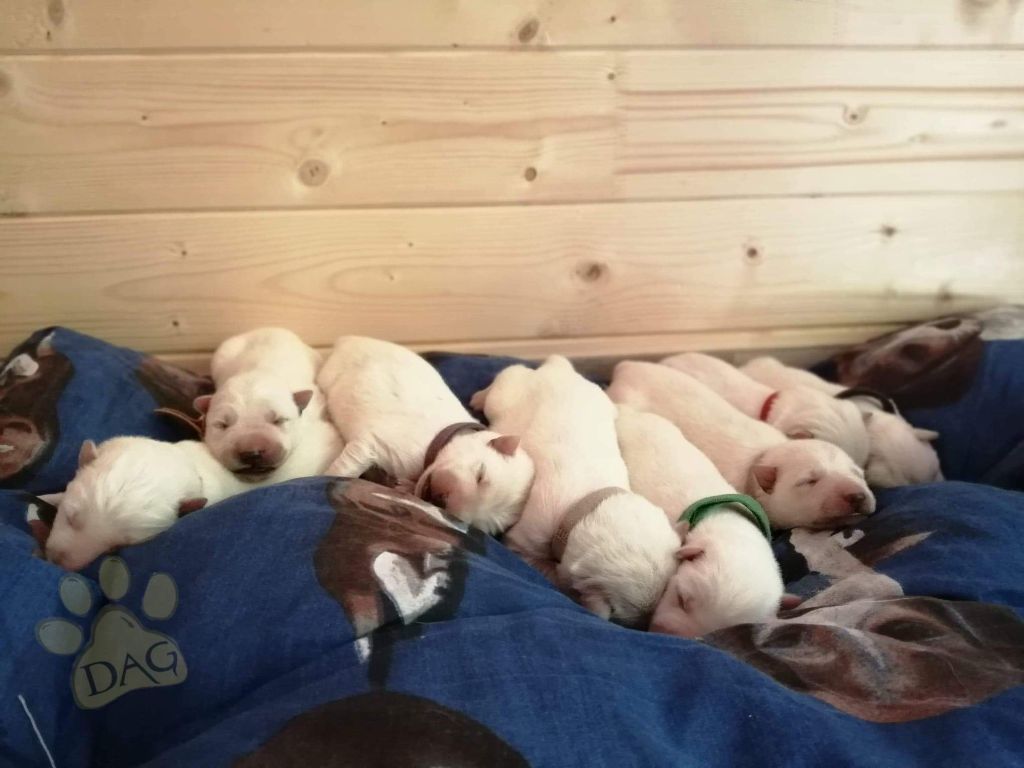 de l'ange Gardien de Faujus - Berger Blanc Suisse - Portée née le 07/07/2020