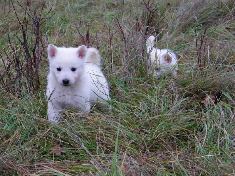 de l'ange Gardien de Faujus - Berger Blanc Suisse - Portée née le 22/10/2011