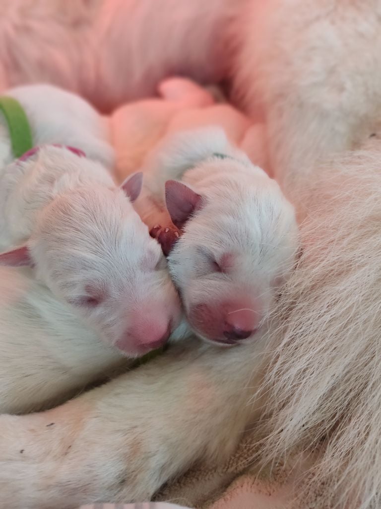 de l'ange Gardien de Faujus - Chiots disponibles - Berger Blanc Suisse