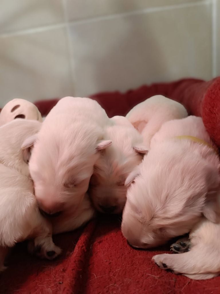 de l'ange Gardien de Faujus - Chiots disponibles - Berger Blanc Suisse