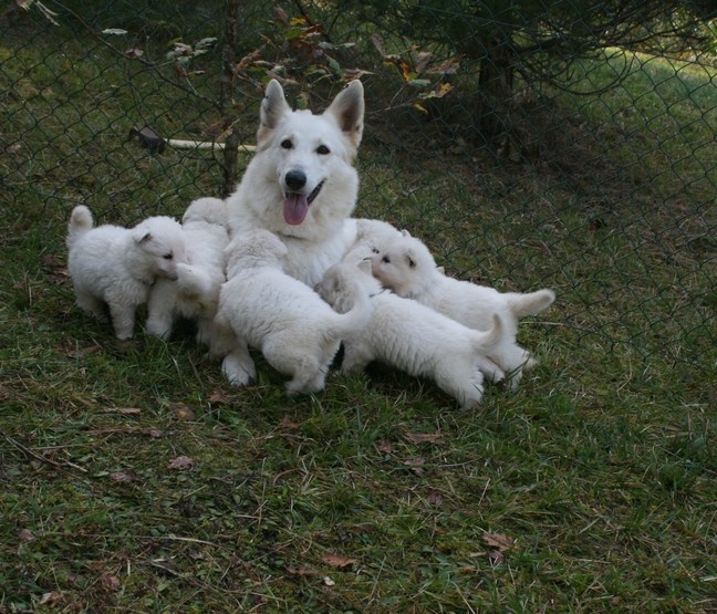 de l'ange Gardien de Faujus - Berger Blanc Suisse - Portée née le 22/09/2012