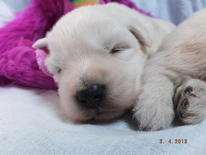 de l'ange Gardien de Faujus - Berger Blanc Suisse - Portée née le 18/03/2013