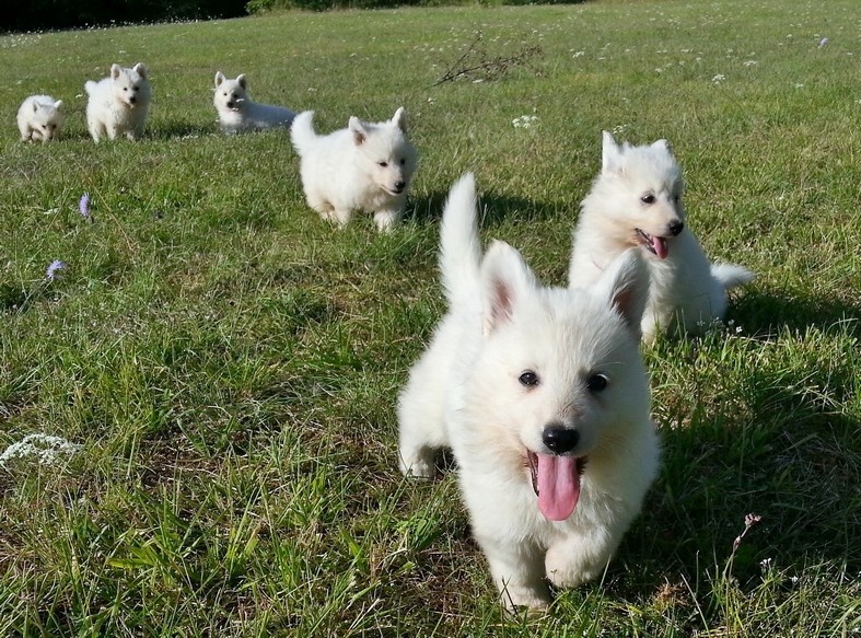 de l'ange Gardien de Faujus - Berger Blanc Suisse - Portée née le 30/06/2013