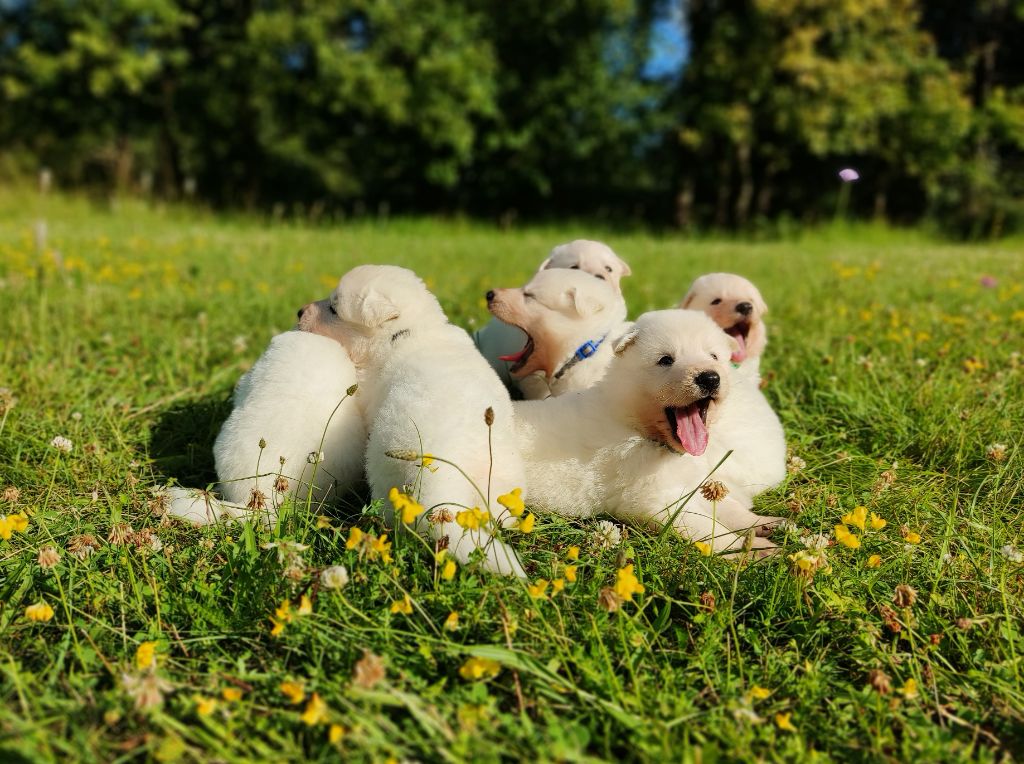 de l'ange Gardien de Faujus - Berger Blanc Suisse - Portée née le 15/06/2024