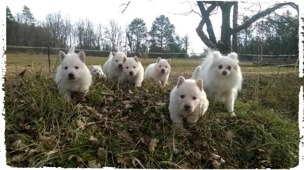 de l'ange Gardien de Faujus - Berger Blanc Suisse - Portée née le 16/01/2017