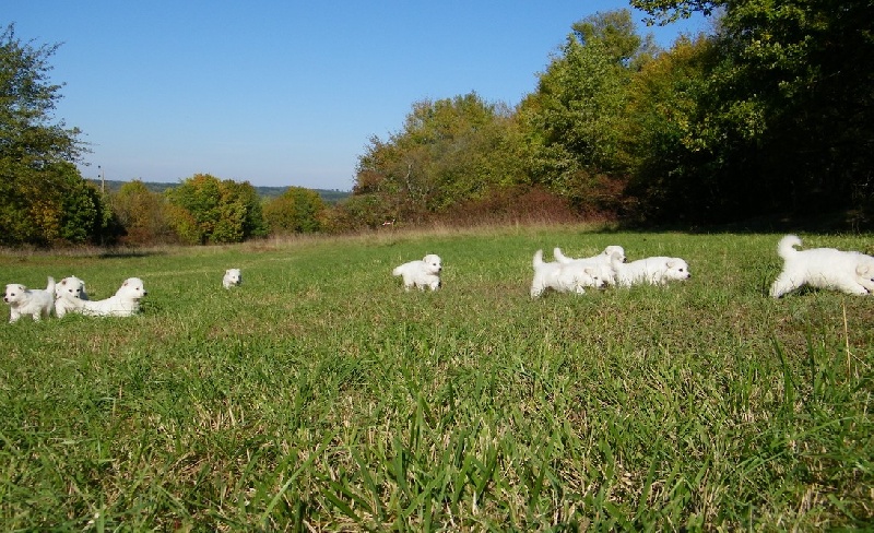 de l'ange Gardien de Faujus - Berger Blanc Suisse - Portée née le 20/09/2011