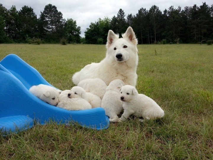 de l'ange Gardien de Faujus - Berger Blanc Suisse - Portée née le 06/07/2013