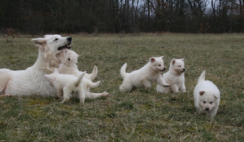 de l'ange Gardien de Faujus - Berger Blanc Suisse - Portée née le 09/01/2013