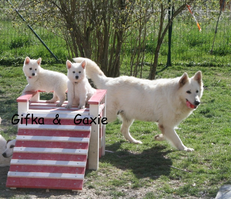 de l'ange Gardien de Faujus - Berger Blanc Suisse - Portée née le 01/02/2011