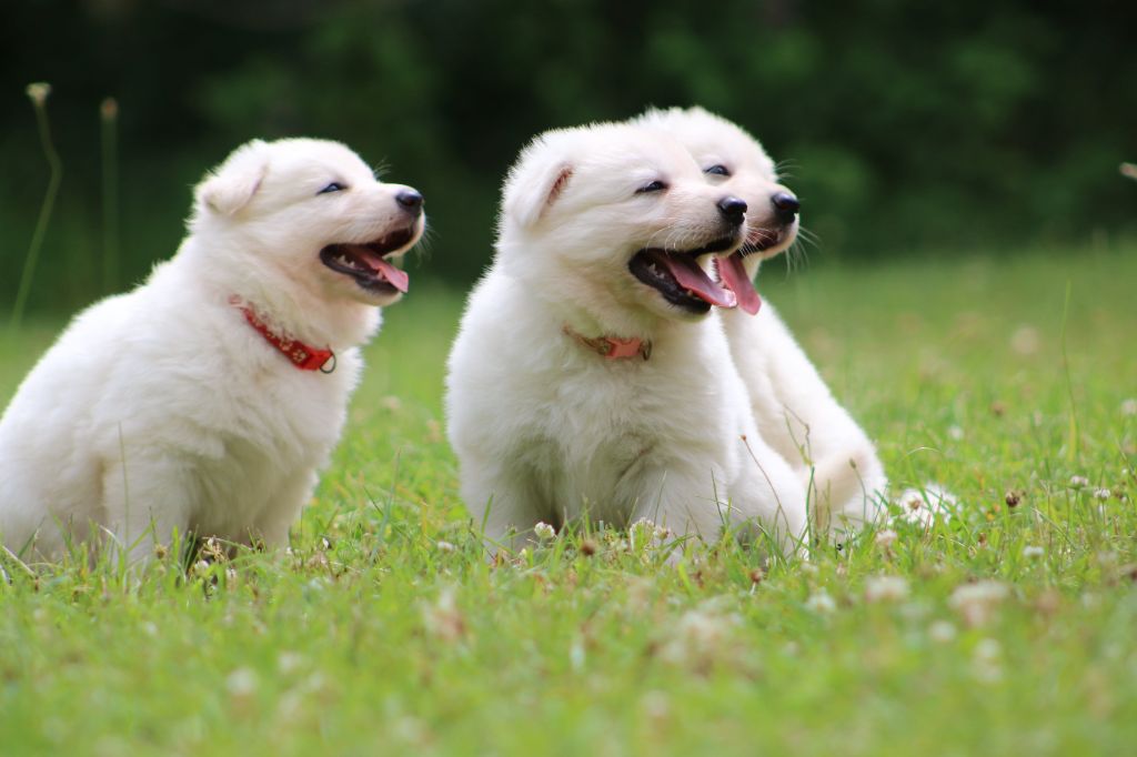 de l'ange Gardien de Faujus - Berger Blanc Suisse - Portée née le 10/06/2024