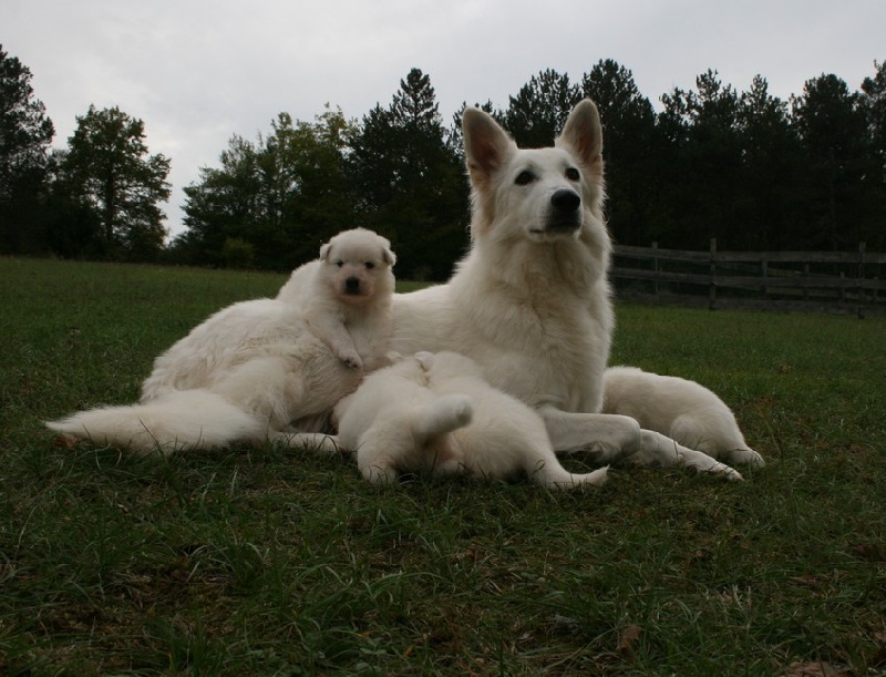 de l'ange Gardien de Faujus - Berger Blanc Suisse - Portée née le 26/09/2012