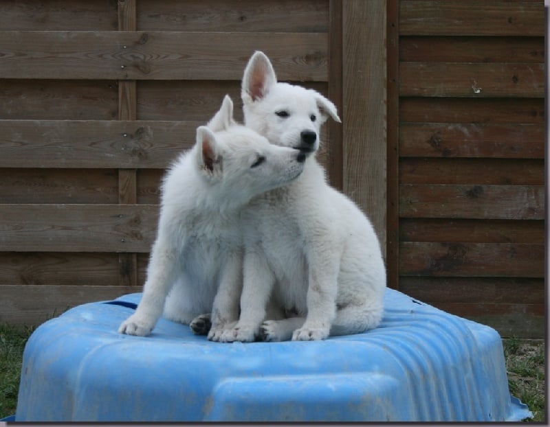 de l'ange Gardien de Faujus - Berger Blanc Suisse - Portée née le 05/11/2011