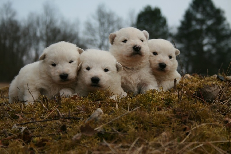 de l'ange Gardien de Faujus - Berger Blanc Suisse - Portée née le 26/02/2012