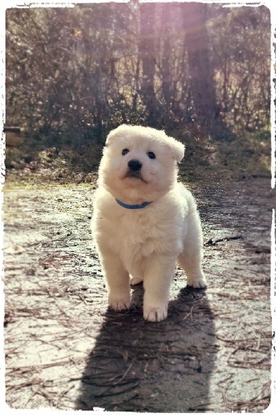 de l'ange Gardien de Faujus - Berger Blanc Suisse - Portée née le 15/01/2015