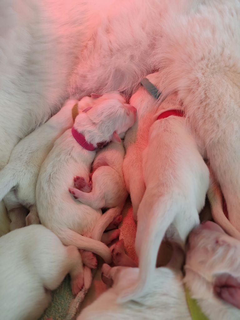 de l'ange Gardien de Faujus - Chiots disponibles - Berger Blanc Suisse