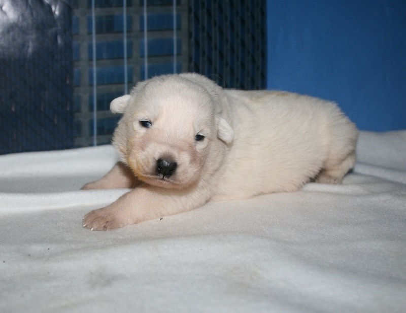 de l'ange Gardien de Faujus - Berger Blanc Suisse - Portée née le 06/10/2012