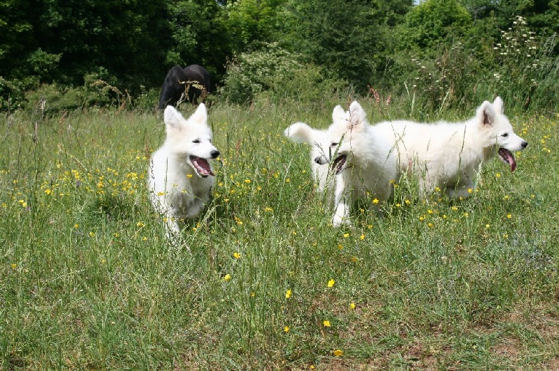 de l'ange Gardien de Faujus - Berger Blanc Suisse - Portée née le 19/02/2015