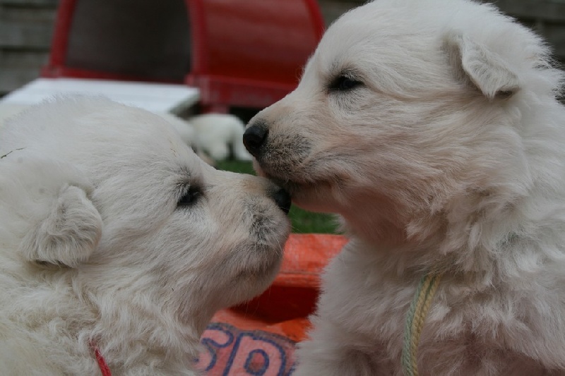 de l'ange Gardien de Faujus - Berger Blanc Suisse - Portée née le 03/06/2011